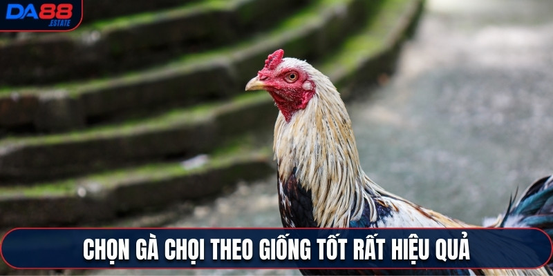 Chọn gà chọi theo giống tốt rất hiệu quả