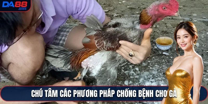 Chú tâm các phương pháp chống bệnh cho gà