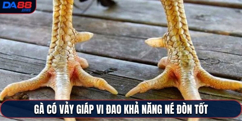 Gà có vảy Giáp Vi Đao khả năng né đòn tốt