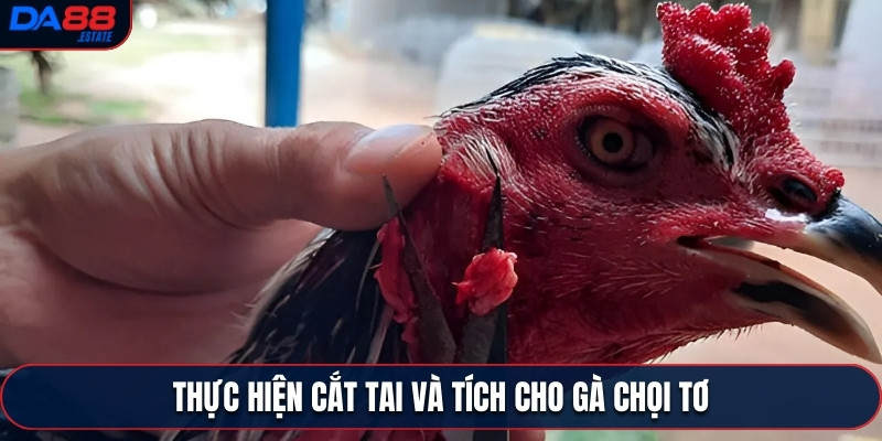 Thực hiện cắt tai và tích cho gà chọi tơ